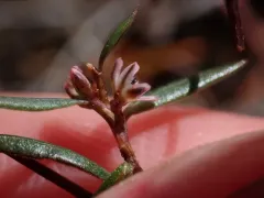 Nuttall's Knotweed thumbnail 3