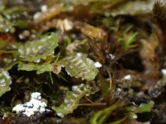 Macrodiplophyllum flaccidum thumbnail 3