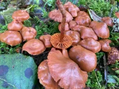Cortinarius paludosaniosus thumbnail 3