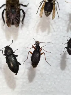Platynus hypolithos thumbnail 3