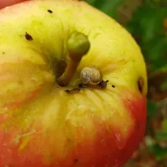 Garlic Snail thumbnail 2