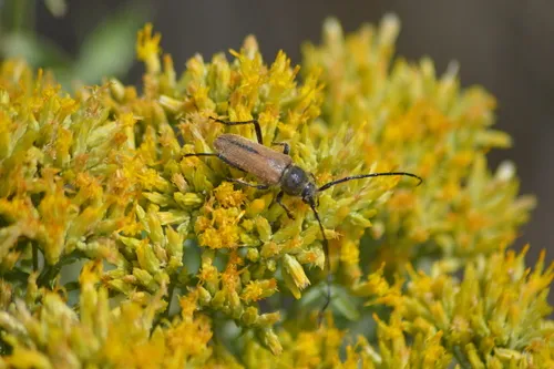 Crossidius suturalis