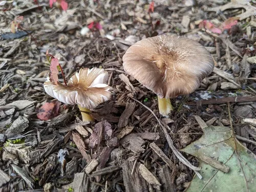 Pluteus austrofulvus