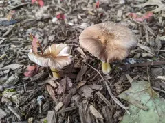 Pluteus austrofulvus thumbnail 1