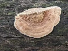 Metuloidea reniformis thumbnail 4