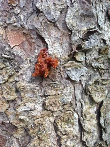 Spruce Bark Beetle