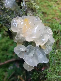 Crystal Brain Fungus thumbnail 2