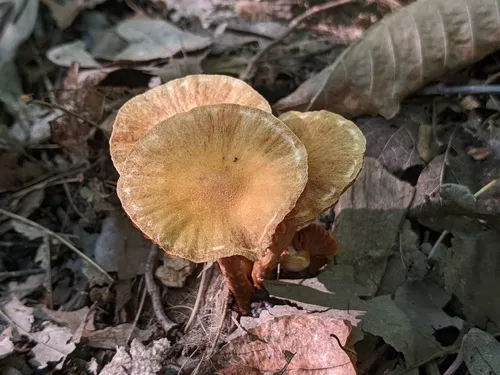 Cortinarius lacustris