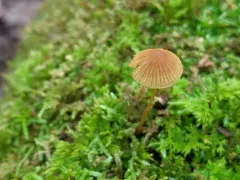 Galerina fallax thumbnail 3
