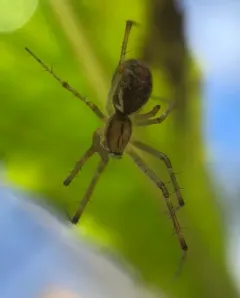 Common sheetweb spider thumbnail 3