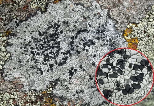 Sunken Button Lichen