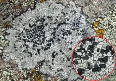 Sunken Button Lichen thumbnail 1