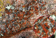 Granite Firedot Lichen thumbnail 2
