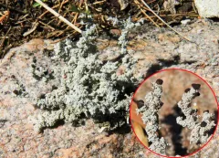 Grand Foam Lichen thumbnail 2