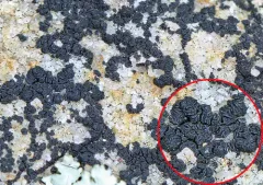 Common Coal Dust Lichen thumbnail 3