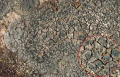 Lecidea fuscoatra thumbnail 2