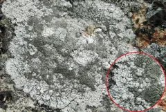 Boulder Lichen thumbnail 2