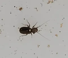 Granary Book Louse thumbnail 2