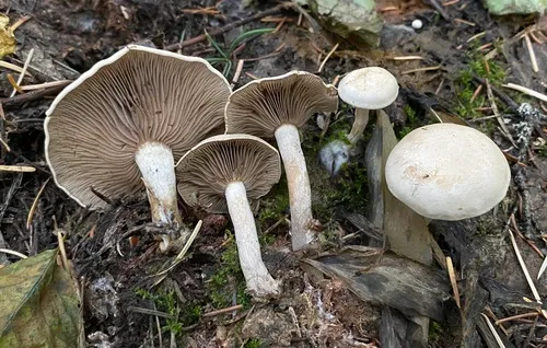 Atractosporocybe inornata