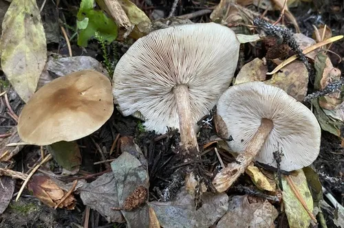 Melanoleuca brachyspora