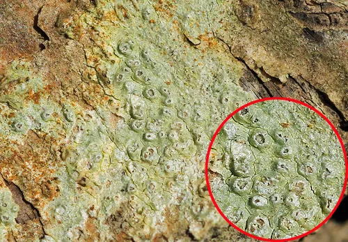 Volcano Wart Lichen
