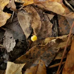 Walnut Mycena thumbnail 1