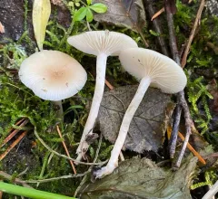 Clitocybe deceptiva thumbnail 4