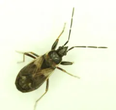 Eremocoris borealis thumbnail 4
