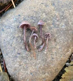 Cortinarius pulchellus thumbnail 3