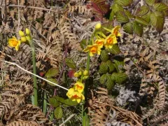 Bunch-flowered Daffodil thumbnail 4
