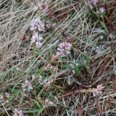 scatter knotweed thumbnail 2