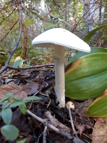 European Destroying Angel