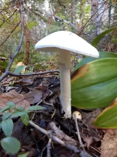 European Destroying Angel thumbnail 1