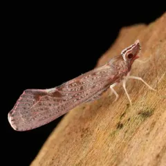 Red-fanned Planthopper thumbnail 3