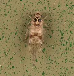 Teliapsocus conterminus thumbnail 4