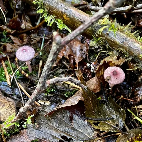 Leucoagaricus roseilividus