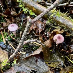 Leucoagaricus roseilividus thumbnail 1