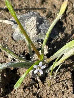 Owyhee mudwort thumbnail 2