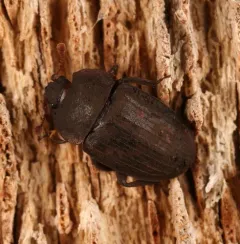 Phenolia grossa thumbnail 3