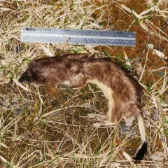 American Ermine thumbnail 2