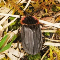 Margined Carrion Beetle thumbnail 2