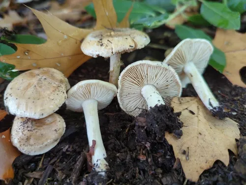 Hollow Poisonpie