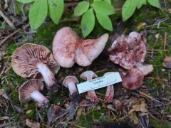 Hygrophorus capreolarius thumbnail 4