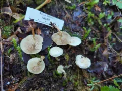 Pholiota scamba thumbnail 4