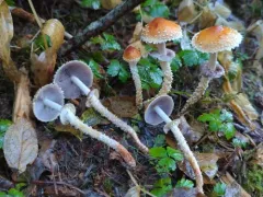 Leratiomyces squamosus thumbnail 3