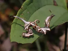 Curved-lined Owlet thumbnail 3