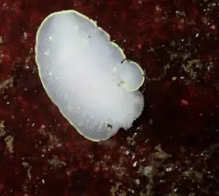 Sylvia Earle's Cadlina thumbnail 3
