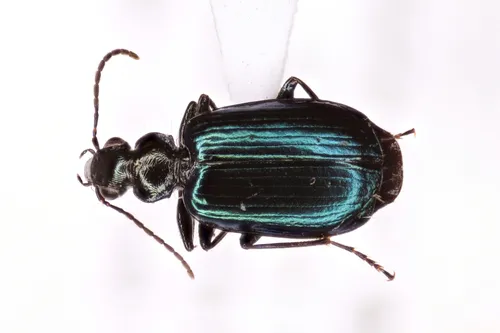 Lebia perita
