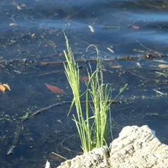 sprangletop thumbnail 4