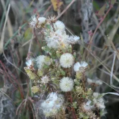 short-rayed alkali aster thumbnail 3